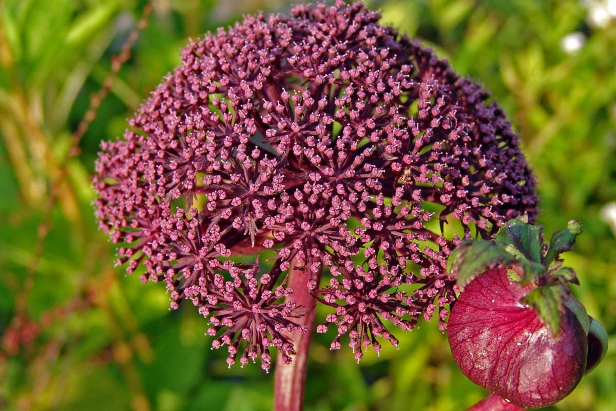 Angelica archangelica L.