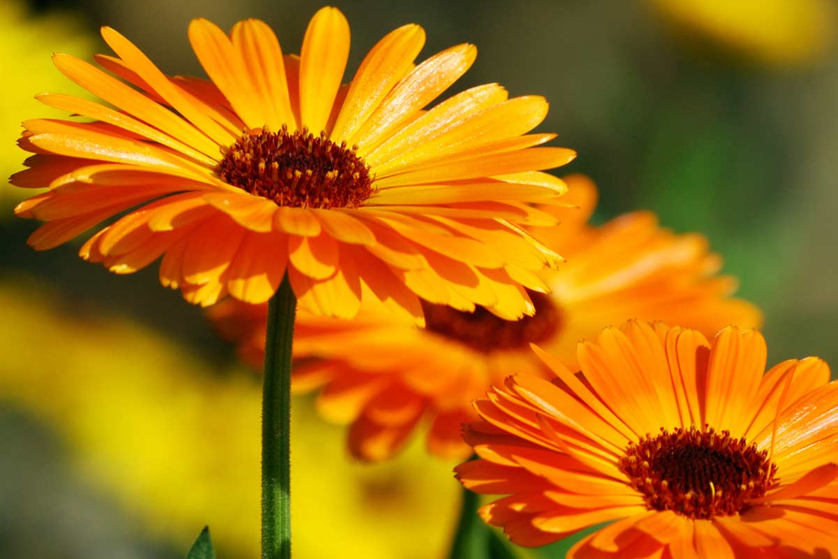 Calendula officinalis