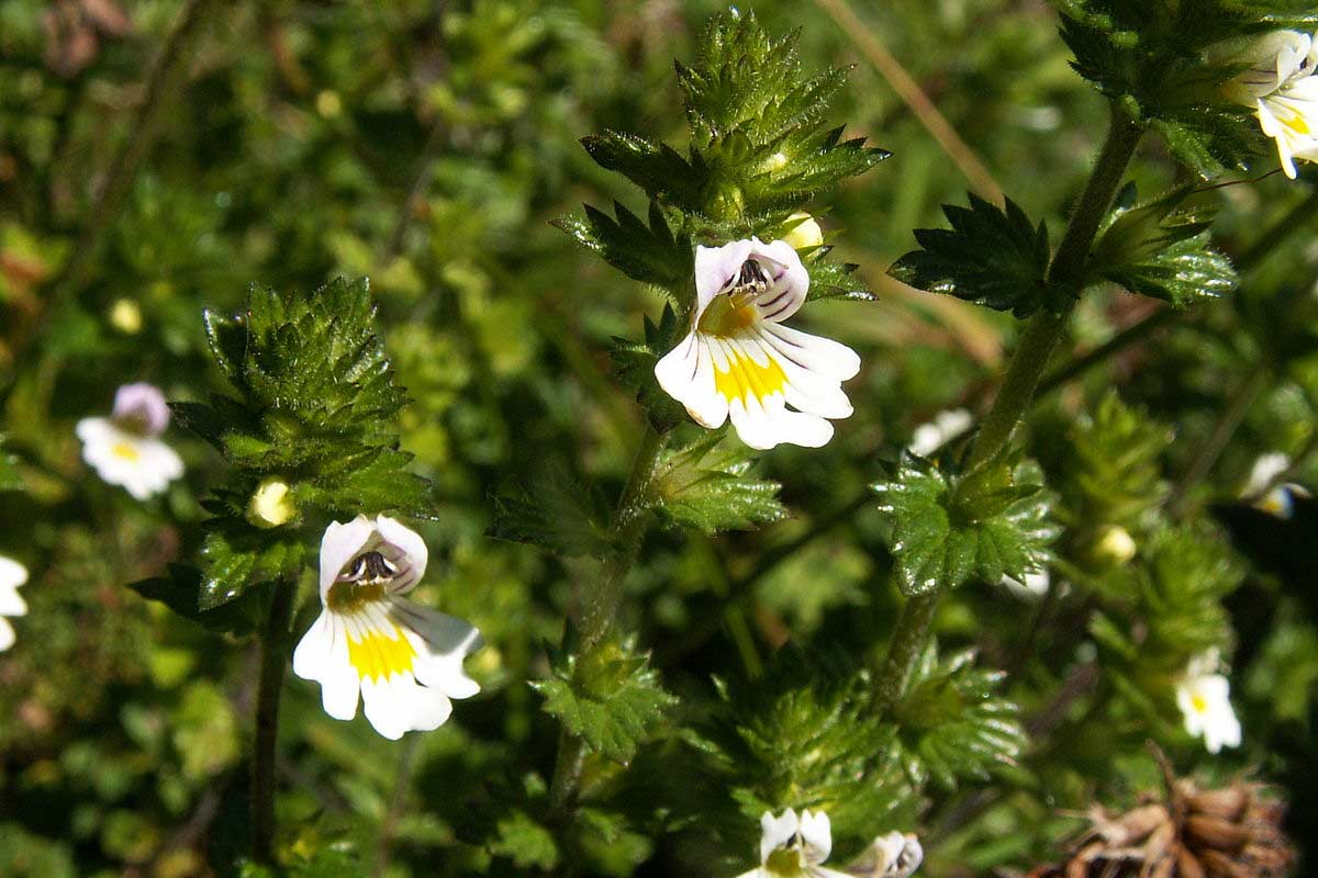 Euphrasia officinalis