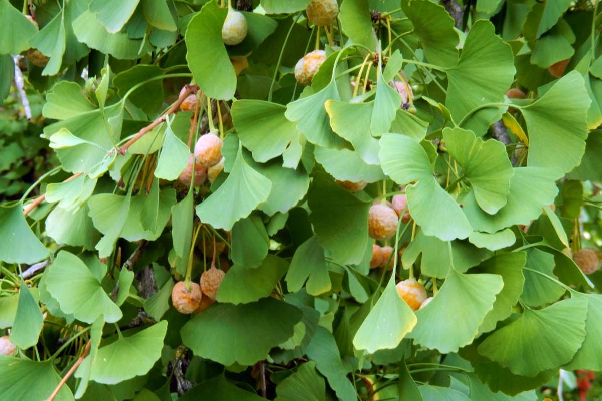 Ginkgo biloba L.