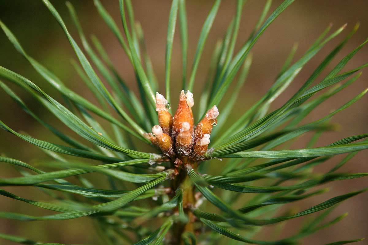 Pinus sylvestris