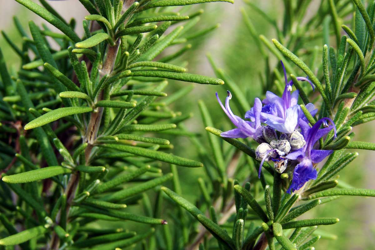 Rosmarinus officinalis