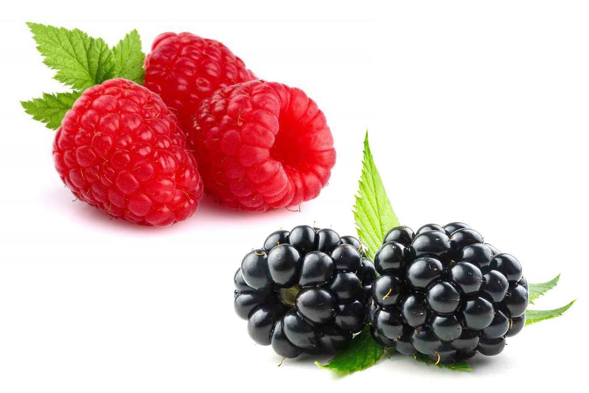 Rubus fruticosus/idaeus